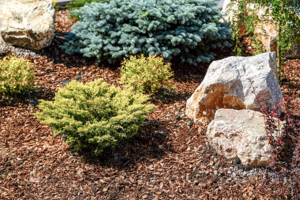 istock Landscape design. Bushes, rocks. Dwarf spruce. Flowers. 977718672