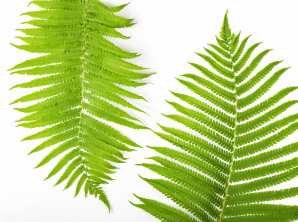 istock Tropical summer background. Fern branches isolated on white background. Flat lay. Top view. Minimal concept. 977721562