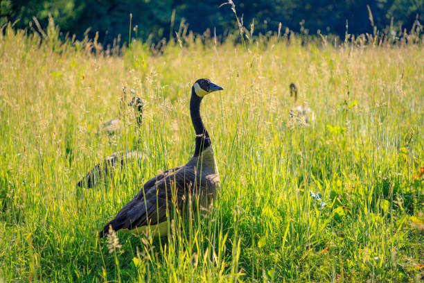 istock Wild geese in the tall grass 977727836