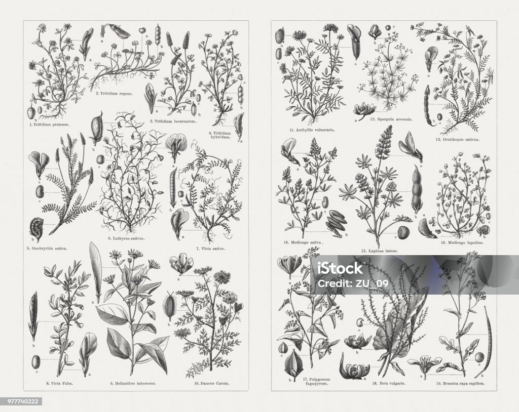 Fodder plants, wood engravings, published in 1897 Fodder plants: 1) Red clover (Trifolium pratense); 2) White clover (Trifolium repens); 3) Crimson clover (Trifolium  incarnatum); 4) Alsike clover (Trifolium hybridum); 5) Common sainfoin (Onobrychis viciifolia, or Onobrychis sativa); 6) Grass pea (Lathyrus sativus); 7) Common vetch (Vicia sativa); 8) Faba bean (Vicia faba); 9) Jerusalem artichoke (Helianthus tuberosus); 10) Wild carrot (Daucus carota); 11) kidneyvetch (Anthyllis vulneraria); 12) Corn spurry (Spergula arvensis); 13) Common bird's foot (Ornithophus sativus); 14) Alfalfa (Medicago sativa); 15) Annual yellow-lupin (Lupinus luteus); 16) Black medick (Medicago lupulina); 17) Buckwheat (Fagopyrum esculentum, or Polygonum fagopyrum); 18) Beet (Beta vulgaris); 19) Field Mustard (Brassica rapa subsp. oleifera, or Brassica rapa rapifera). Wood engravings, published in 1897. Mustard Plant stock illustration