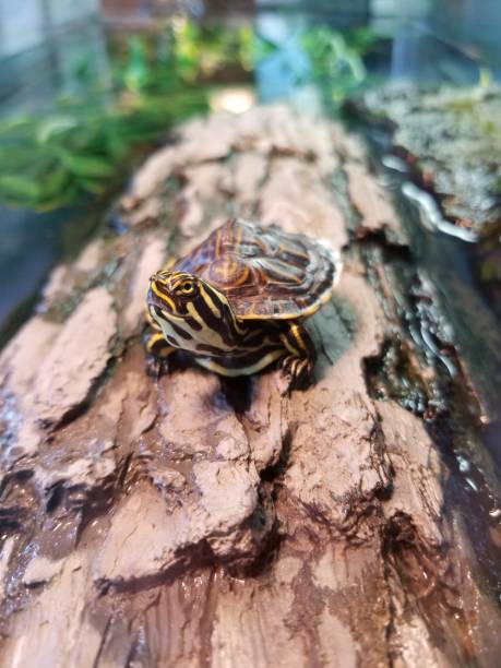 istock Baby water turtle resting on log 977740224