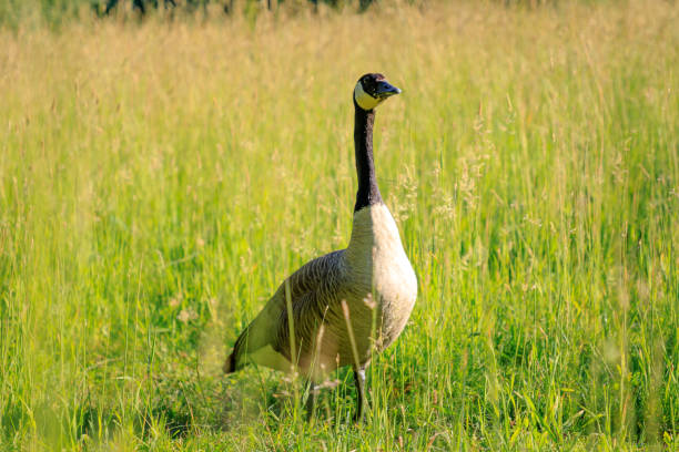 istock Wild goose in the tall grass 977740474