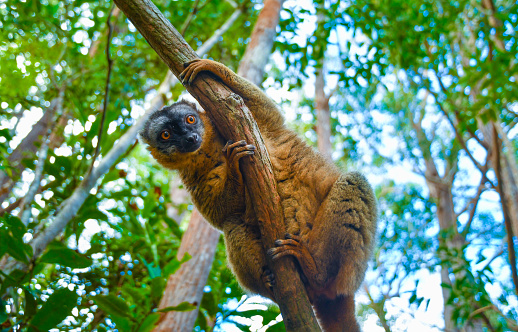 black and white vary lemur in natural environment in private park Madagascar. Close-up cute primate. Funny cute smal animal