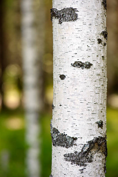 Birch tree trunk with blurred background stock photo