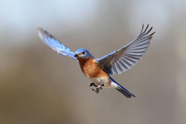 Bluebird In Flight Male Eastern Bluebird (Sialia sialis) in flight sparrow photos stock pictures, royalty-free photos & images