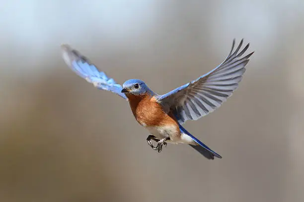Male Eastern Bluebird (Sialia sialis) in flight