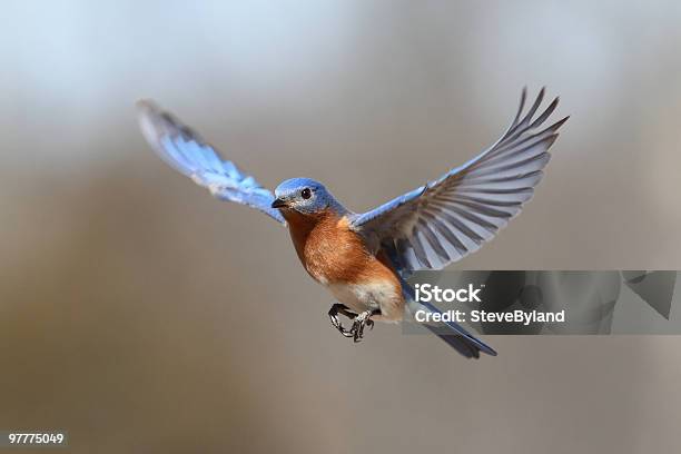 Azulão Em Voo - Fotografias de stock e mais imagens de Voar - Voar, Pássaro azul, Pássaro
