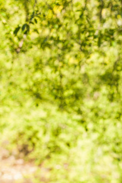 istock Abstract Green Bokeh Light, Spring Health Background 977758486
