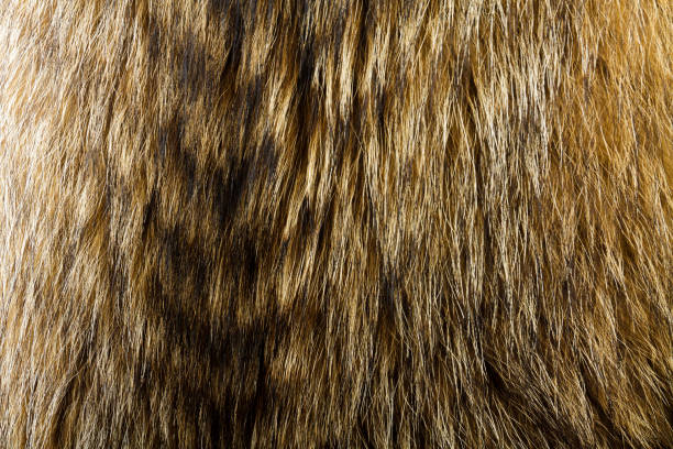 istock Raccoon dog fur. Useful as texture or background. 977758856