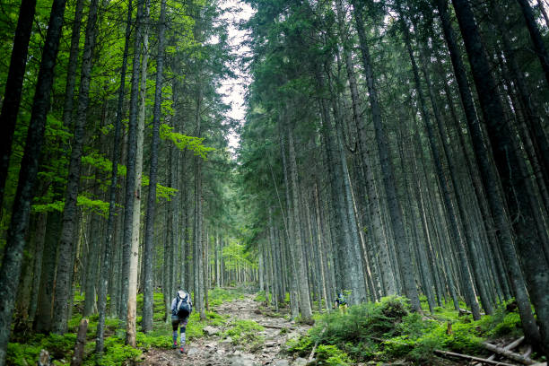 istock Hiker walks up on a trail in a wood 977758892