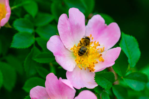 istock Pink rose hip flower on a bush close-up 977759292