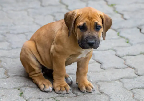 South african Boerboel puppy - the Game outside in the garden.