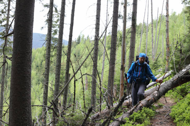 istock Active healthy man hiking in beautiful forest 977762070