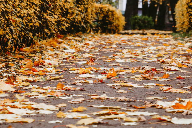 istock Path with fallen maple leaves in the garden in autumn 977762116