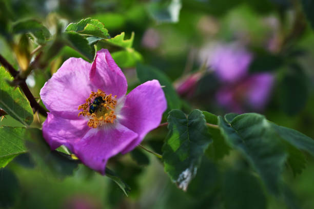 istock Pink Wild Rose Flower Close Up 977762232