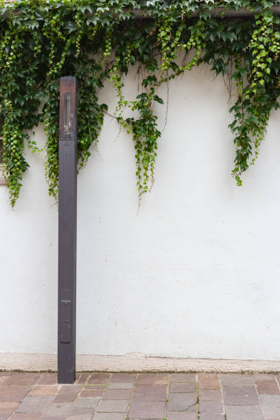 green ivy on white wall of historic building in south germany