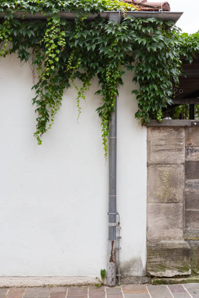 istock green ivy on white wall 977769588
