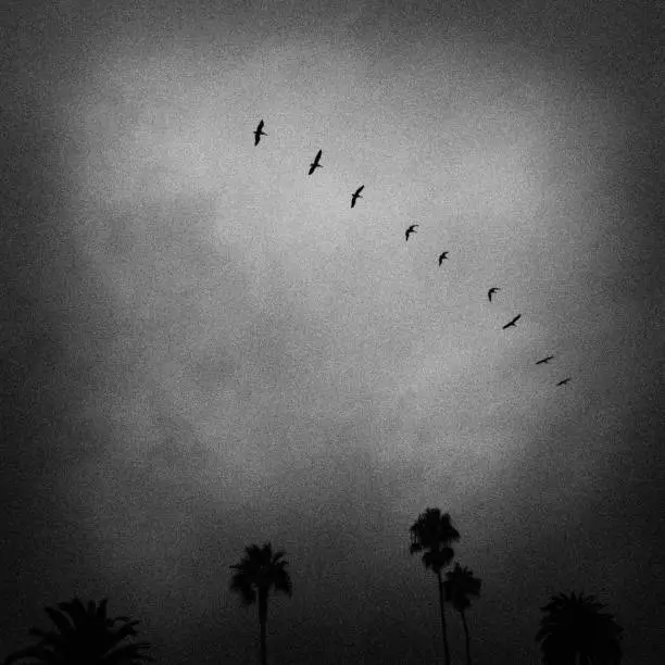 Impressionistic B&W photo of birds in flight over silhouetted palms against grainy gray clouded sky