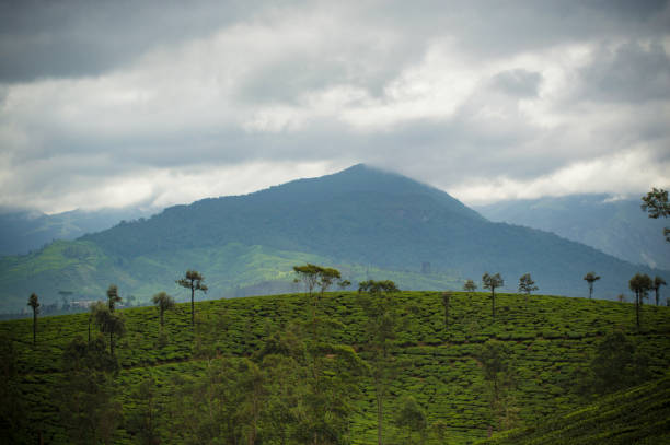 istock Humongous mountain of Valparai 977807812