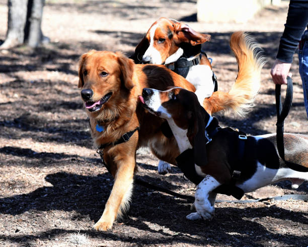 istock Basset Hound Running and Playing Around the Park 977818480