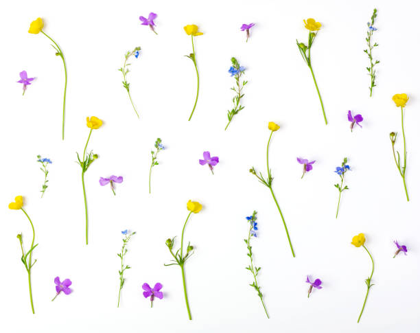 istock Floral pattern made of meadow flowers isolated on white background. Flat lay. Top view. 977822948