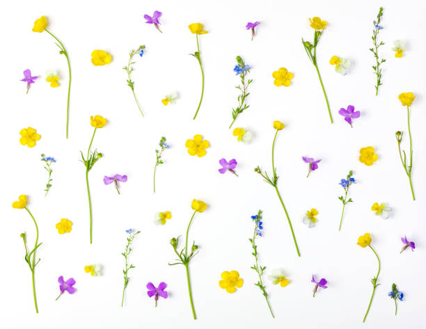 istock Floral pattern made of meadow flowers isolated on white background. Flat lay. Top view. 977823048