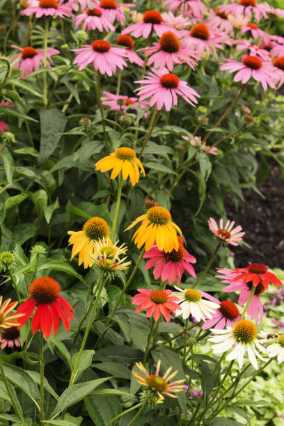 istock Echinacea Coneflower Garden Blossoms 977823178