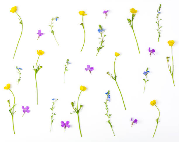istock Floral pattern made of meadow flowers isolated on white background. Flat lay. Top view. 977823698