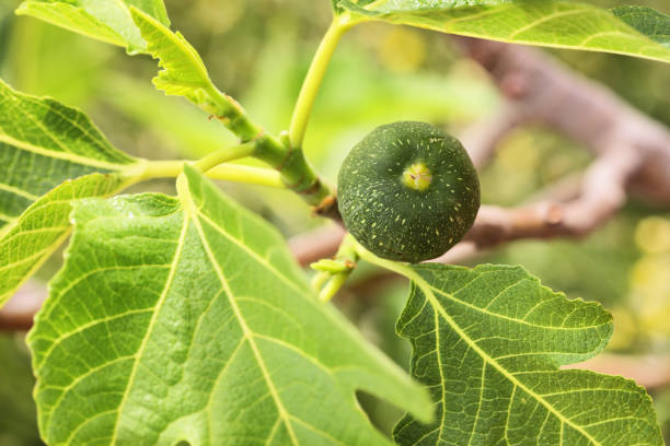 istock Fig Fruit Tree Brown Turkey Mission Ficus 977827720
