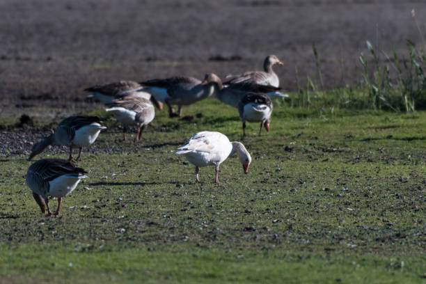 istock Albino Greylag Goose in a flock feeding geese 977835296