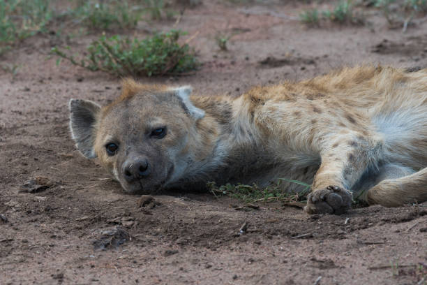 istock Spotted hyena on the ground 977835334