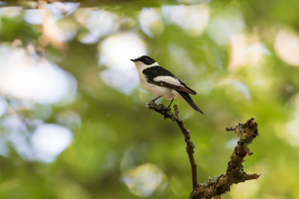 istock Male Collared Flycatcher on a twig 977835344