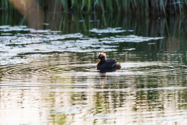istock Colorful waterbird in apond 977835538