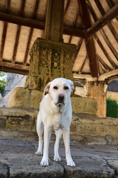istock Labrador Retriever in Castle Combe 977835944