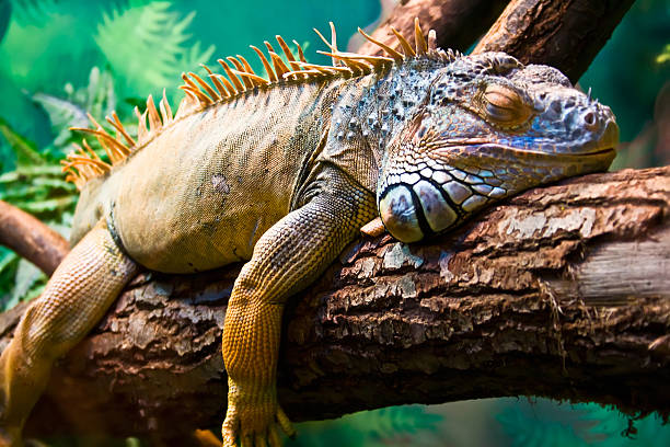 iguana - nobody animals in the wild lizard reptile foto e immagini stock