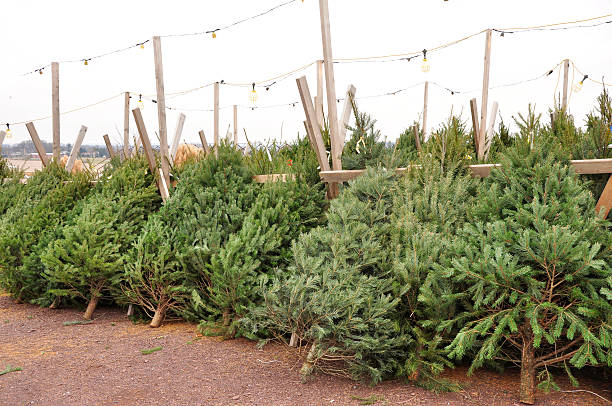 istock row of cut evergreen trees 97784246