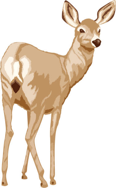 White Tailed Deer A female white tailed deer. No gradients were used when creating this illustration. doe stock illustrations