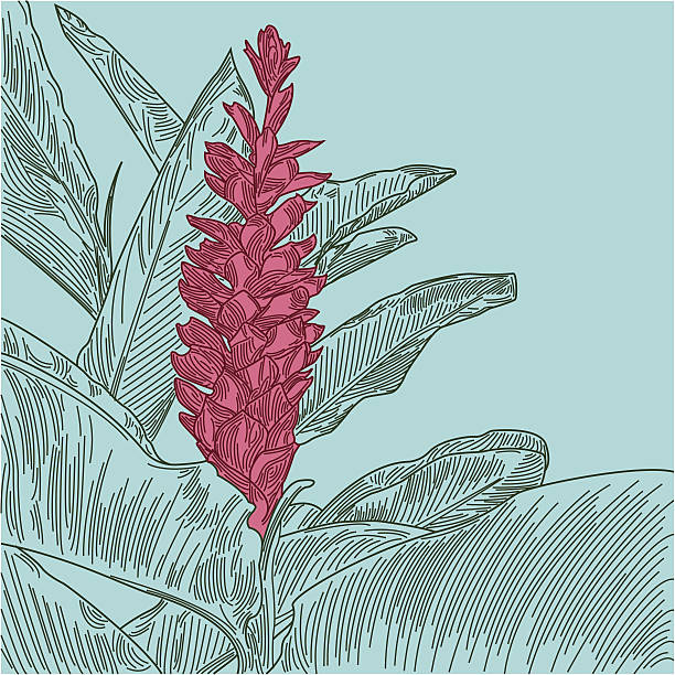 гавайская красный, имбирный - ginger tropical flower flower plant stock illustrations