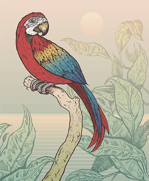 ilustrações, clipart, desenhos animados e ícones de araracanga situado em agência na selva - parrot multi colored bird perching