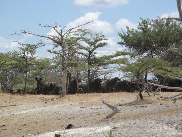 istock African landscape and lake 977859992