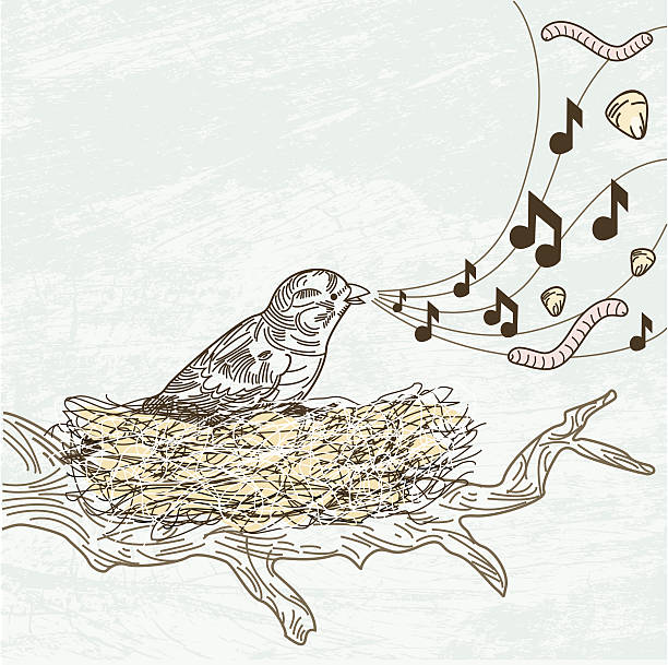 뭐라구요 새 노래부르다 정보. - birdsong young bird bird music stock illustrations