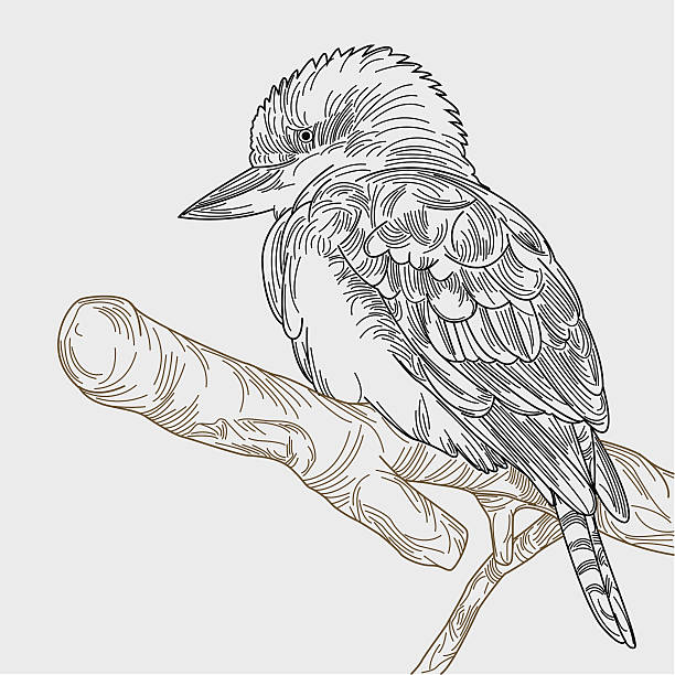 Kookaburra on a Branch Kookaburra sits in an old gum tree... kookaburra stock illustrations