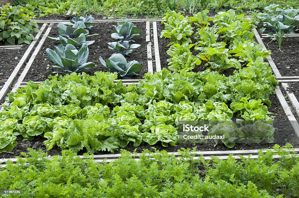 Vegetable Garden Bed  Community Garden Stock Photo