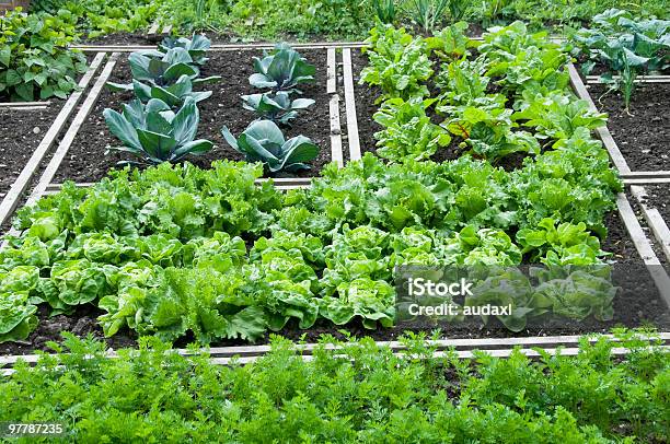 Vegetable Garden Bed Stock Photo - Download Image Now - Community Garden, Cabbage, Carrot