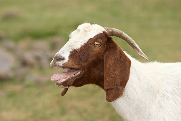 Goat  bucktooth stock pictures, royalty-free photos & images