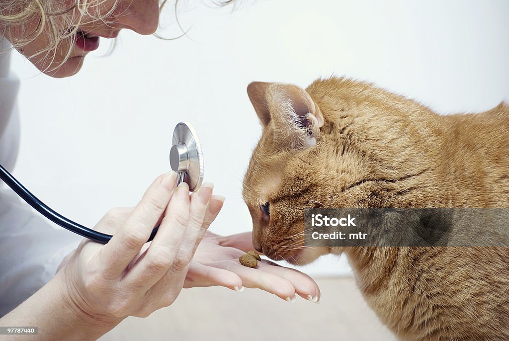 Gato E vet - Royalty-free Gato domesticado Foto de stock