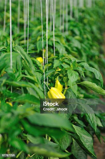 Páprika En Greenhouse Foto de stock y más banco de imágenes de Crecimiento - Crecimiento, Pimiento amarillo, Agricultura