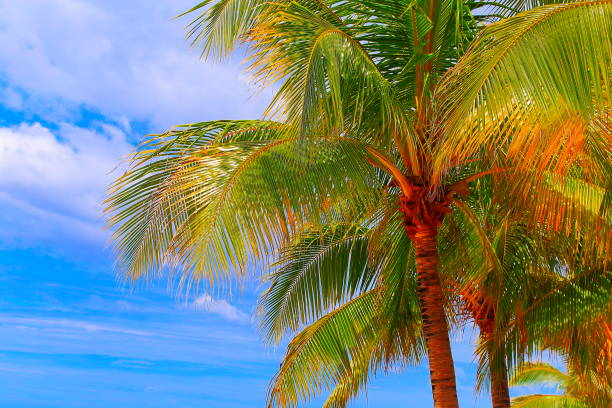 Polynesian tropical relax, under coconut palm trees foliage – Hawaii islands, USA