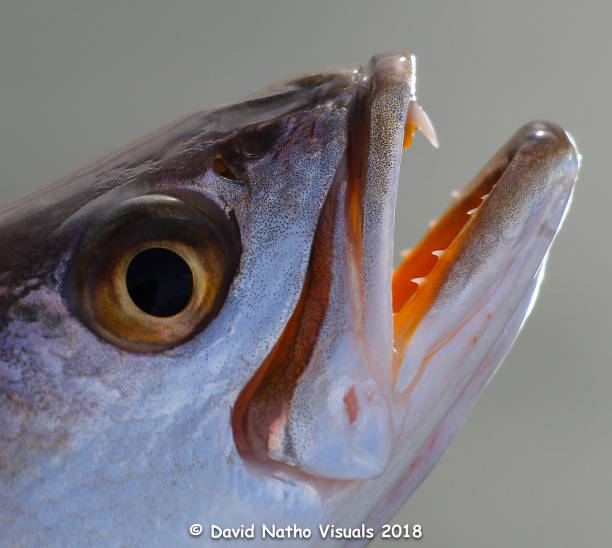 salzwasserfische nah für con erhaltung - seeforelle stock-fotos und bilder