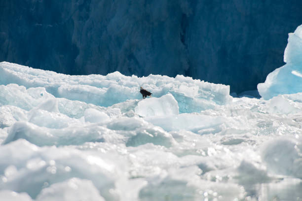 istock Alaska landscape Ocean and mountains 977915442